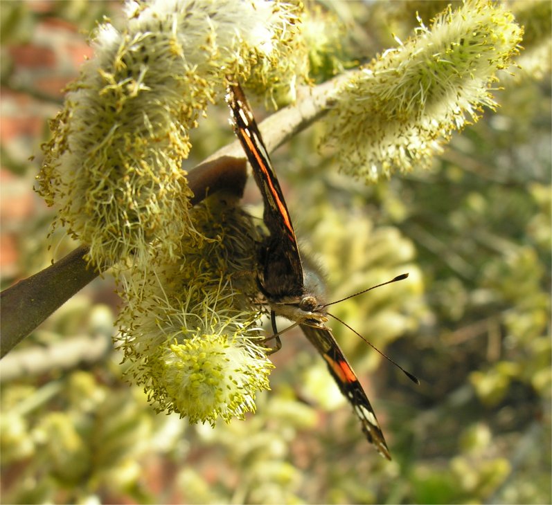 Vanessa atalanta